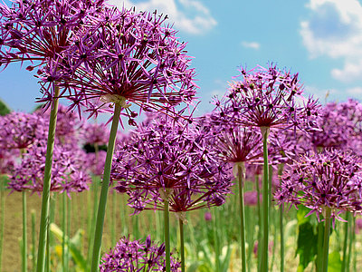 Alliumbluete.jpg  