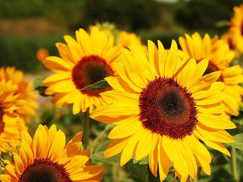 Sonnenblumen_8265__4_.JPG  