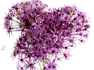 Firmenservice_Allium.jpg  