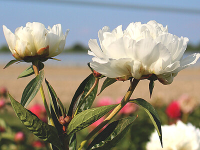 Pfingstrosen_weiss_blumenbaer.jpg  