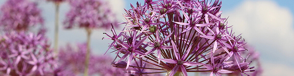 Header_Allium_violett.jpg  