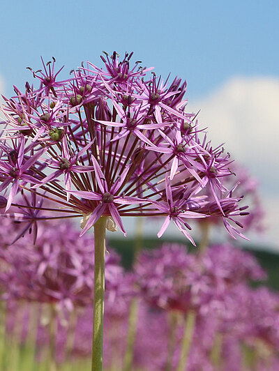 Allium_Web_blumenbaer_jobs.jpg  