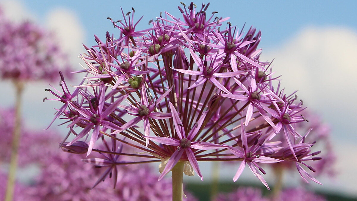 Allium.jpg  