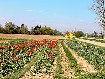 Herbolzheim_Standort.jpg  