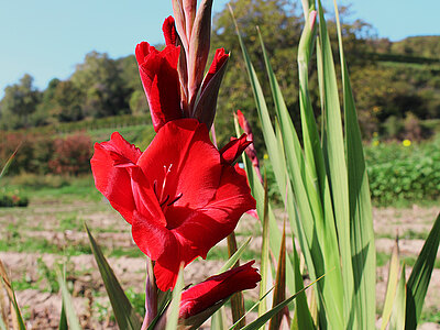 Galerie_Gladiolenbluete.jpg  