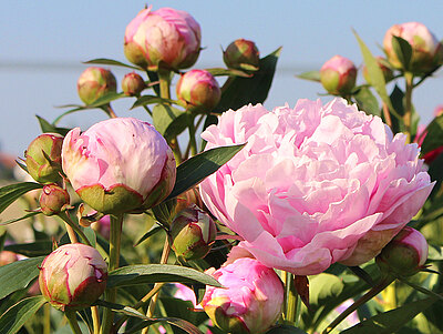 Pfingstrosen_rosa_blumenbaer.jpg  