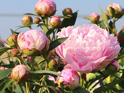 Pfingstrosen_rosa_blumenbaer.jpg  