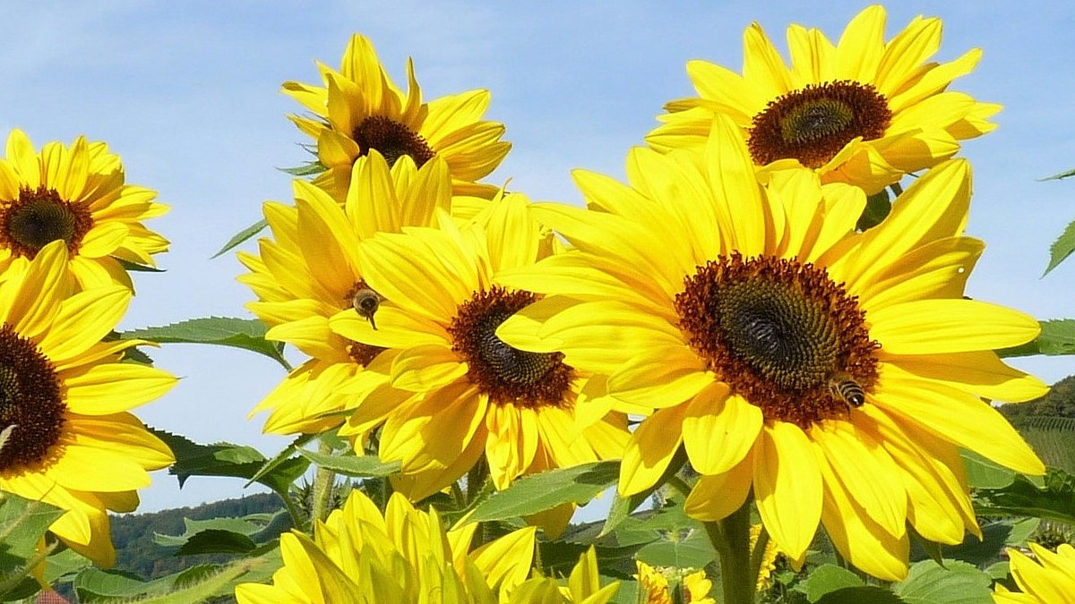 Doypack_Sonnenblumen.jpg  