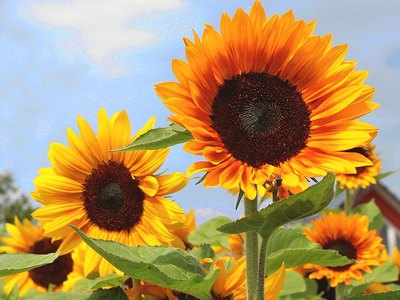 Insta_saatwerk_sunflower_blumenbaer.jpg  