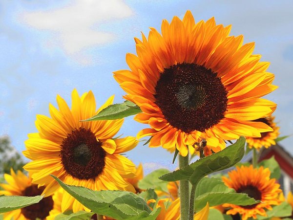 Insta_saatwerk_sunflower_blumenbaer.jpg  