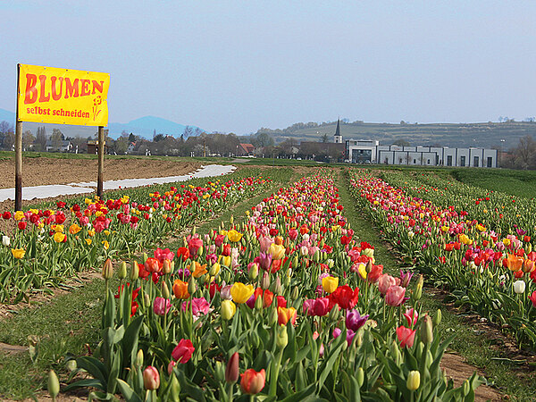 Rimsingen_Standort_blumenbaer.jpg  