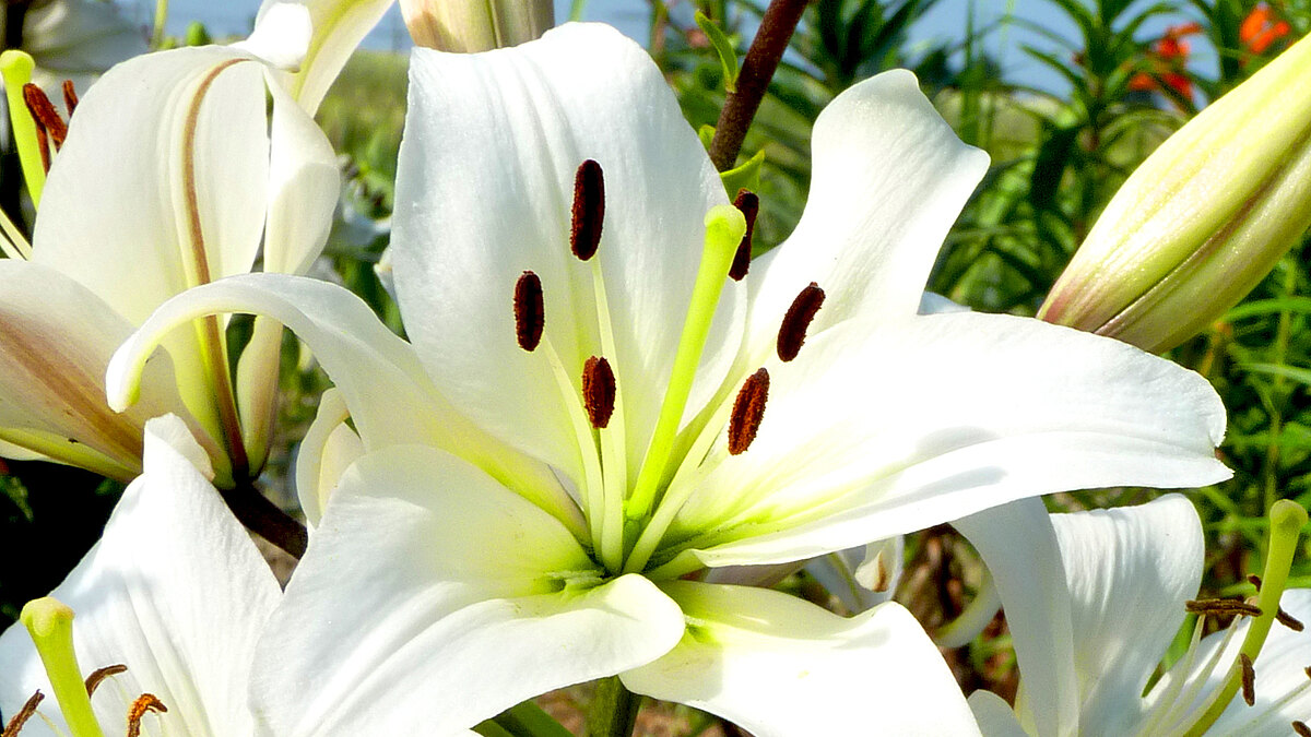 Lilienwhiteweb.jpg  