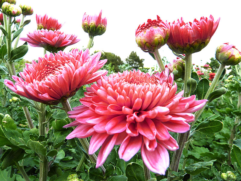 Herbstchrysanthemen Herbstchrysanthemen_Web.jpg
