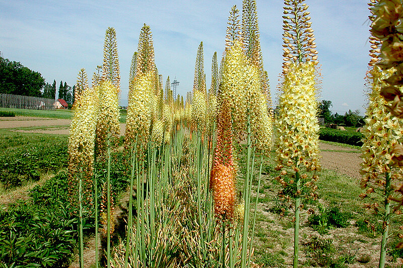 Eremurus_Web_Galerie.jpg  