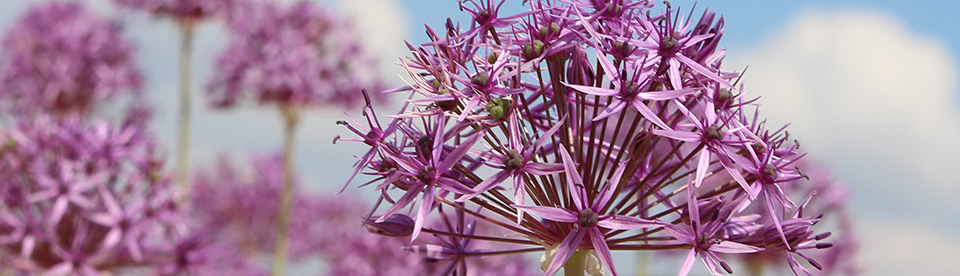 Slider_Allium_violett.jpg  